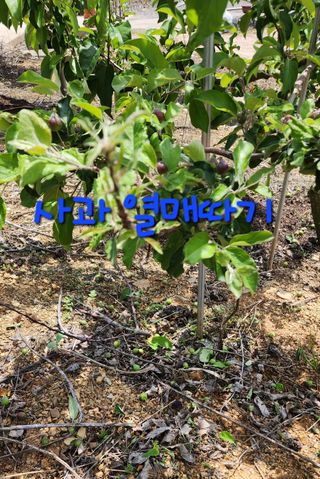 박필진님의 기타작물 · 자유게시판 작성글 사진