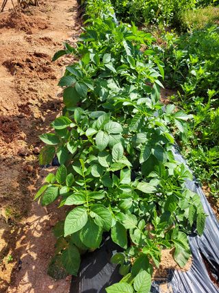 물안개님의 자유주제 · 자유게시판 작성글 사진