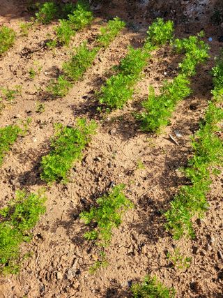 물안개님의 자유주제 · 자유게시판 작성글 사진