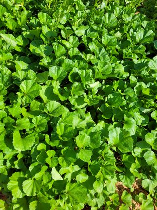 물안개님의 자유주제 · 자유게시판 작성글 사진