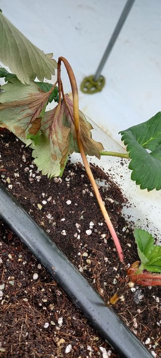 원심님의 딸기 · 병해충상담 작성글 사진