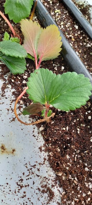 원심님의 딸기 · 병해충상담 작성글 사진