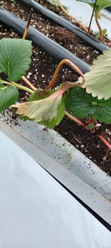 팜모닝 딸기·병해충상담 게시글 이미지