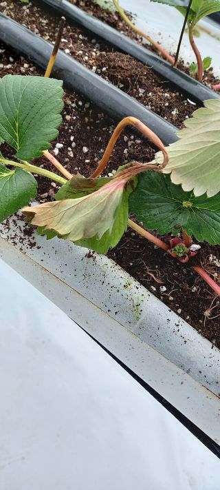 원심님의 딸기 · 병해충상담 작성글 사진