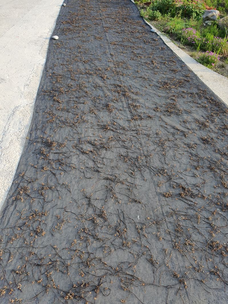 박장규님의 장터 판매 상품 [말린 (건)고사리,] 첨부 사진