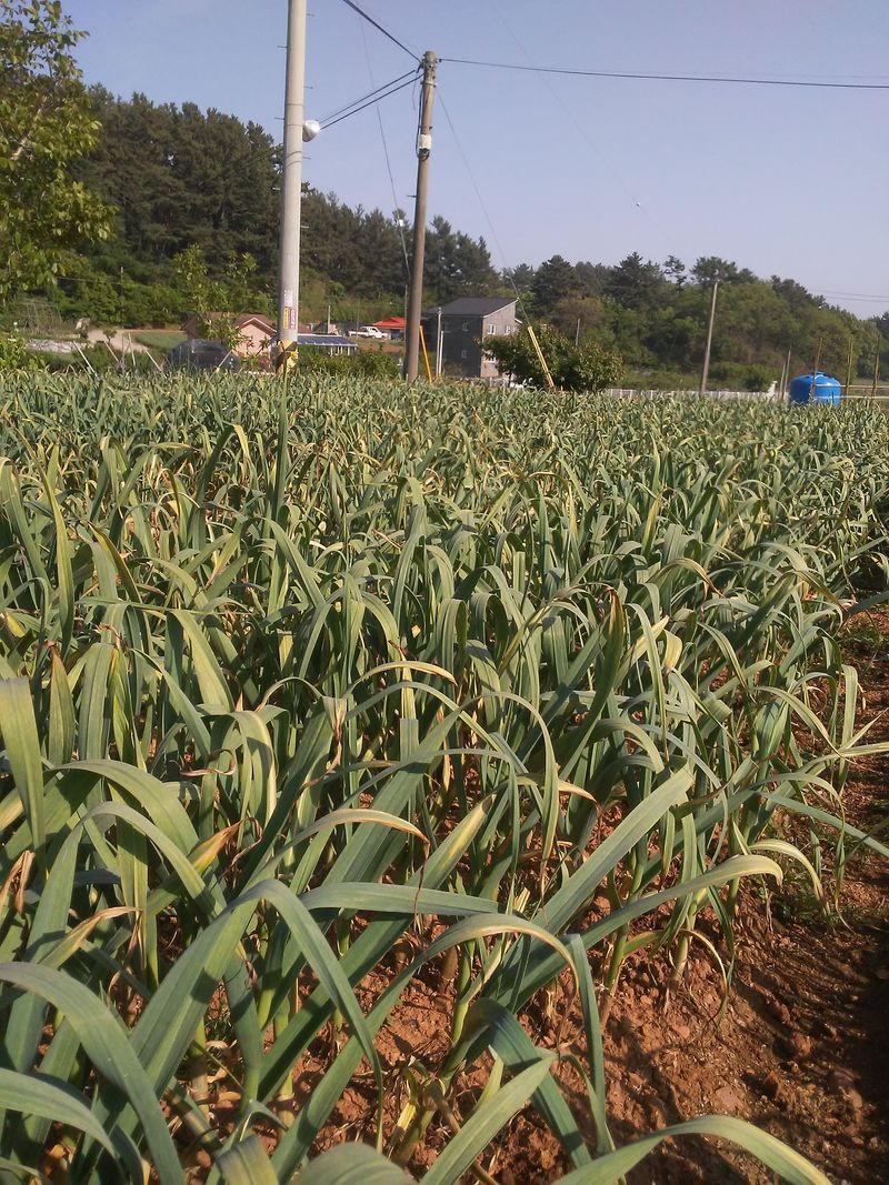 장터 상품 [태안해풍맞고 자란 스페이산햇마늘20키로] 썸네일