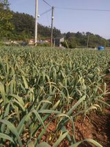 팜모닝 · 게시글 이미지