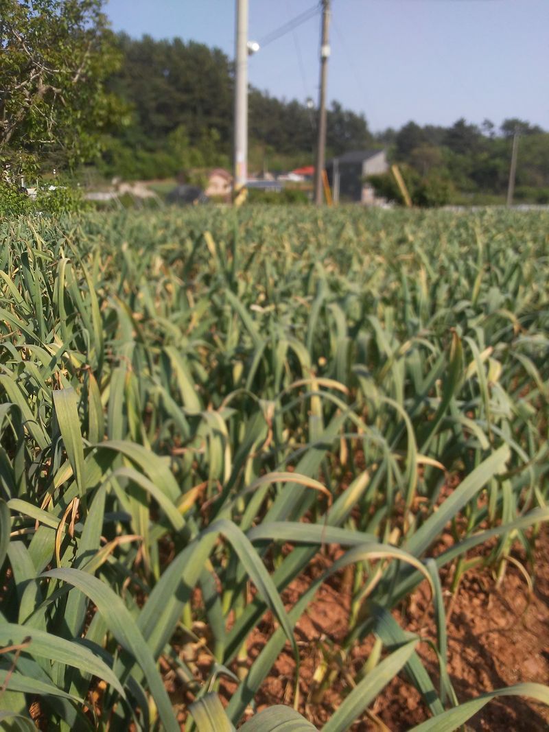 보미어르신님의 장터 판매 상품 [태안해풍맞고 자란 스페이산햇마늘20키로] 첨부 사진