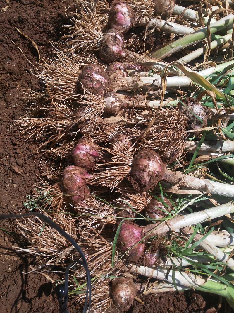 보미어르신님의 장터 판매 상품 [태안해풍맞고 자란 스페이산햇마늘20키로] 첨부 사진