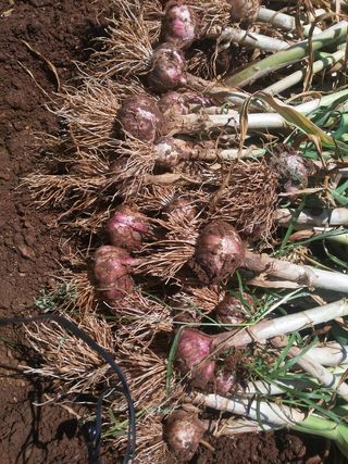 보미어르신님의 작성글 사진