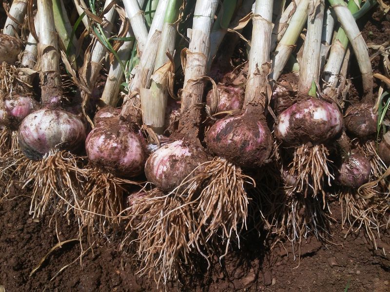 보미어르신님의 장터 판매 상품 [태안해풍맞고 자란 스페이산햇마늘20키로] 첨부 사진