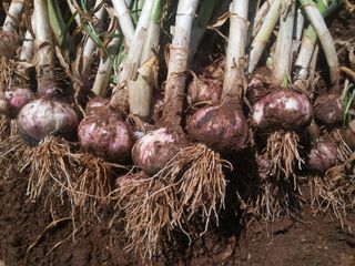 보미어르신님의 작성글 사진