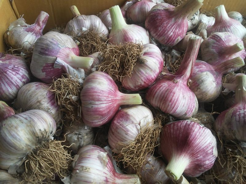 보미어르신님의 장터 판매 상품 [태안해풍맞고 자란 스페이산햇마늘20키로] 첨부 사진