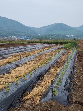 김영철님의 고추 · 파종•정식 작성글 사진