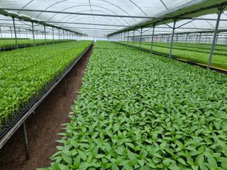 수박씨님의 고추 · 일상 작성글 사진