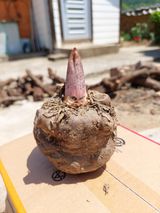 팜모닝 자유주제·자유게시판 게시글 이미지