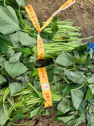 김미자님의 우리동네 · 동네질문 작성글 사진