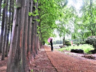 샹하이문님의 벼 · 자유게시판 작성글 사진