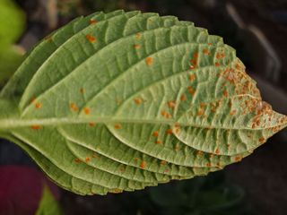 울산나비님의 들깨 · 병해충상담 작성글 사진