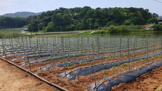 유선경님의 복숭아 · 자유게시판 작성글 사진