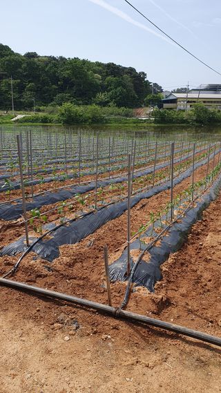 유선경님의 복숭아 · 자유게시판 작성글 사진