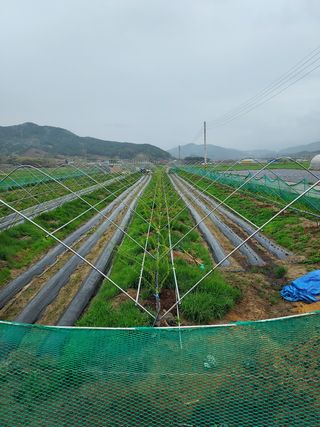 보성자두황용현님의 우리동네 · 동네정보 작성글 사진