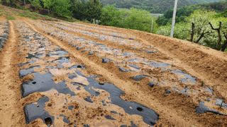 아기농부단야님의 자유주제 · 자유게시판 작성글 사진
