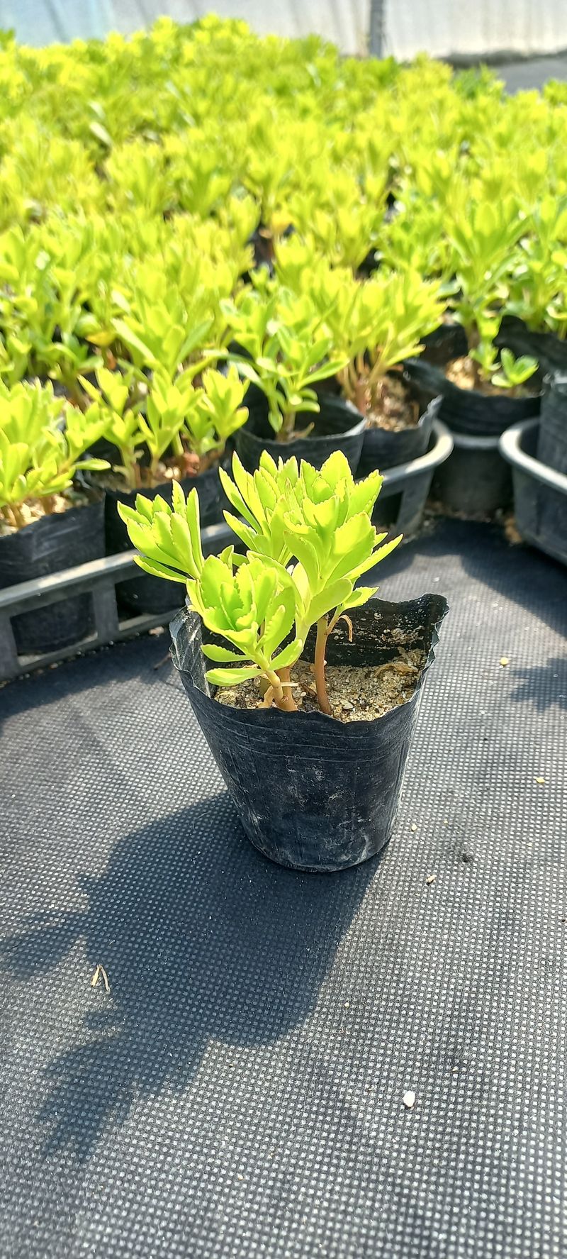 장터 상품 [기린초 8cm포트] 썸네일