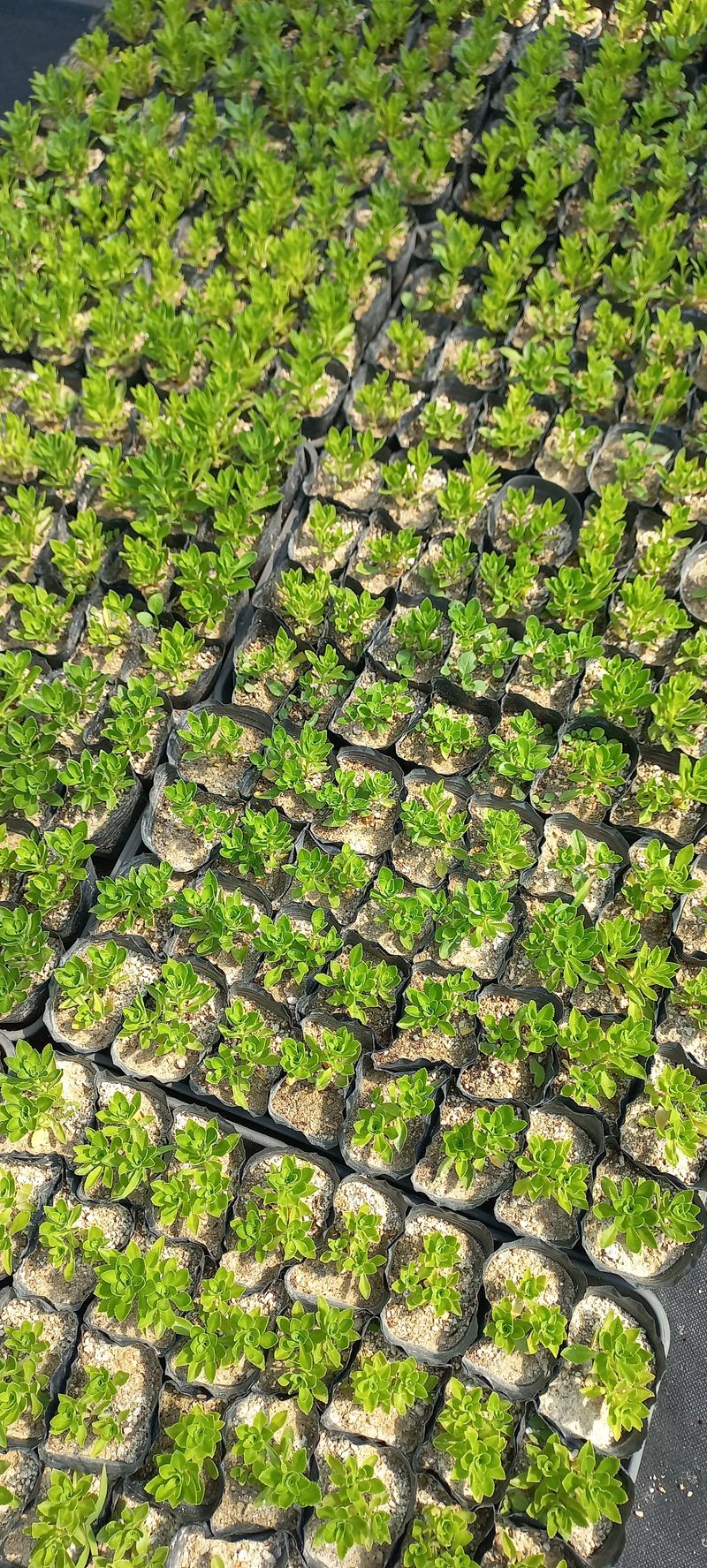 이재혁님의 장터 판매 상품 [기린초 8cm포트] 첨부 사진