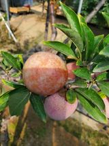 팜모닝 자유주제·자유게시판 게시글 이미지