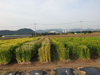 도시부부농부님의 자유주제 · 사진전 작성글 사진