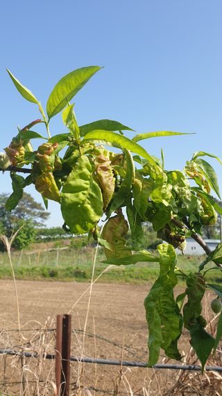 박선화님의 복숭아 · 병해충상담 작성글 사진