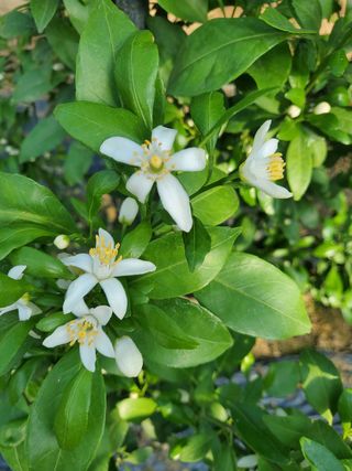 서정훈 님의 귤 · 병해충상담 작성글 사진