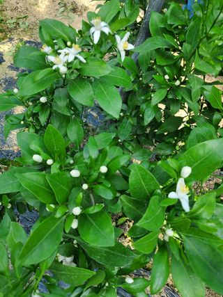 서정훈 님의 귤 · 병해충상담 작성글 사진