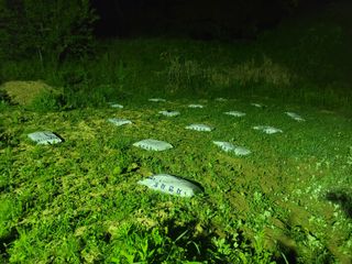 코람데오창조농장님의 고추 · 파종•정식 작성글 사진