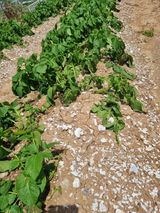 팜모닝 감자·병해충상담 게시글 이미지