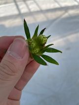 팜모닝 딸기·병해충상담 게시글 이미지