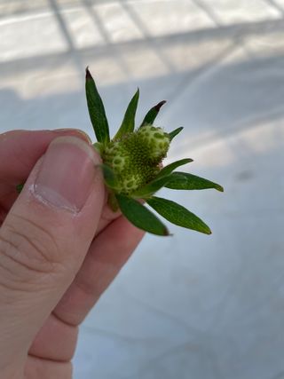 딸기가좋아님의 딸기 · 병해충상담 작성글 사진