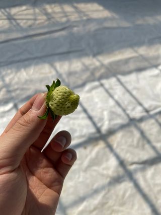 딸기가좋아님의 딸기 · 병해충상담 작성글 사진