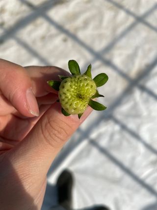 딸기가좋아님의 딸기 · 병해충상담 작성글 사진