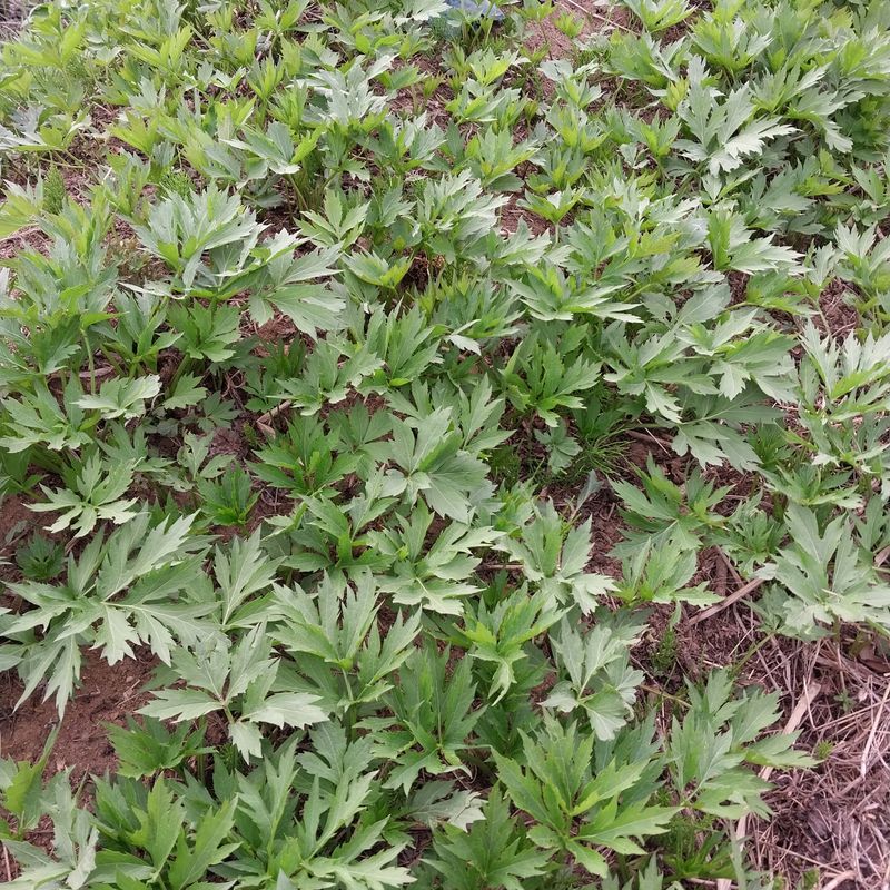 장터 상품 [(판매완료)삼잎국화(신선초)판매합니다] 썸네일