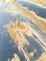 팜모닝 고추·병해충상담 게시글 이미지