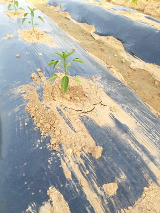 대박🙂🙏님의 고추 · 병해충상담 작성글 사진