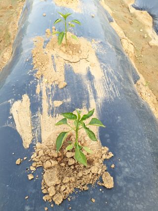 대박🙂🙏님의 고추 · 병해충상담 작성글 사진