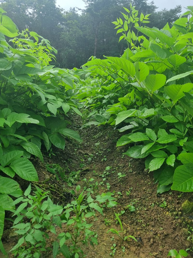 이호성님의 장터 판매 상품 [임산물 모종 ] 첨부 사진