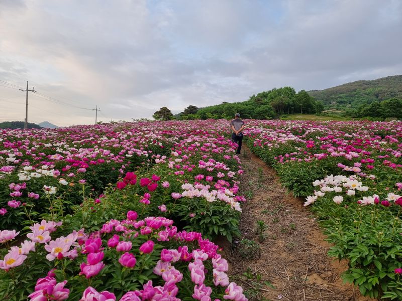 이호성님의 장터 판매 상품 [임산물 모종 ] 첨부 사진