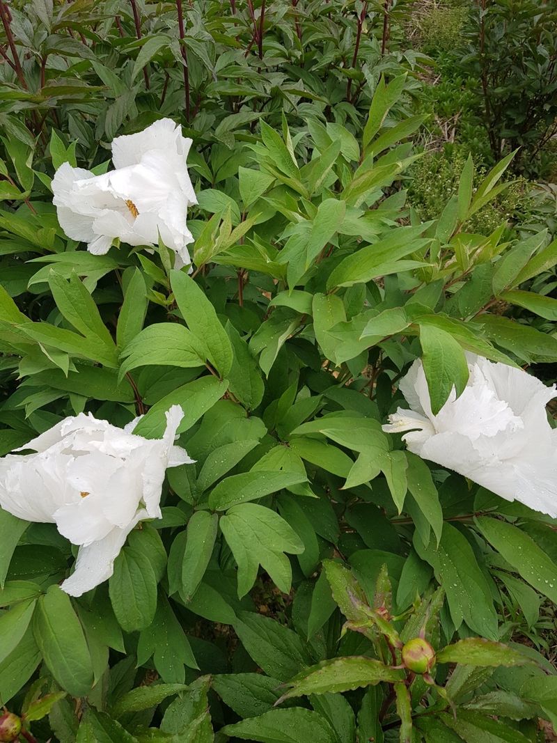 이호성님의 장터 판매 상품 [임산물 모종 ] 첨부 사진
