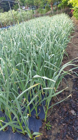 대마사이천 블루베리님의 기타작물 · 자유게시판 작성글 사진