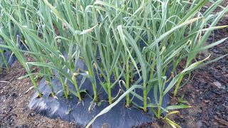 대마사이천 블루베리님의 기타작물 · 자유게시판 작성글 사진