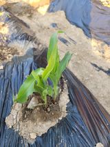 팜모닝 옥수수·병해충상담 게시글 이미지